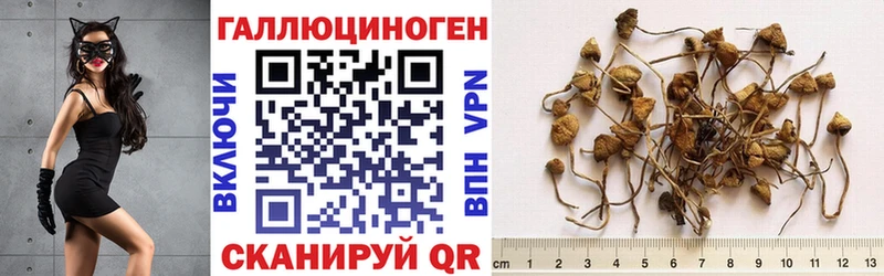 omg ссылки  Зверево  Псилоцибиновые грибы Psilocybe 